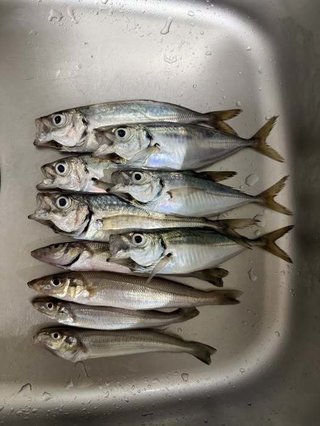 アジ