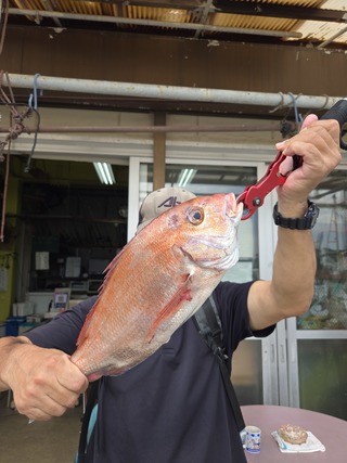 マダイ