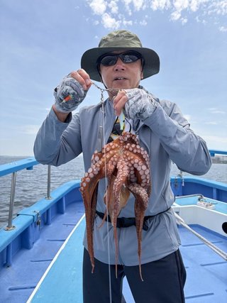 マダコ
