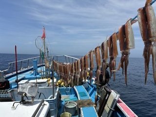 スルメイカ