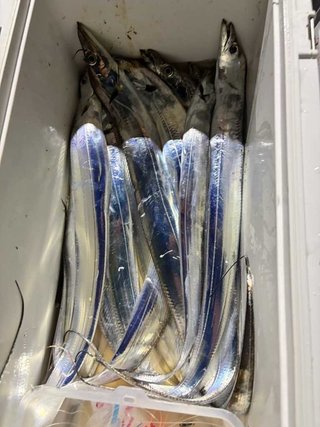 タチ