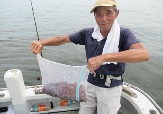 マダコ