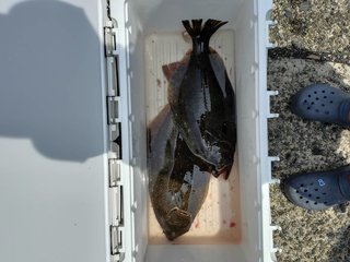 ヒラメ