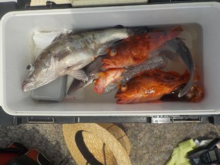 アラ
