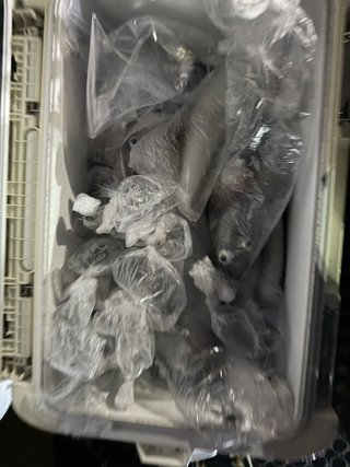 シロイカ