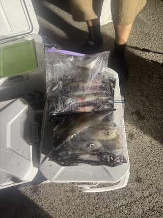 シロイカ