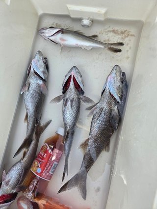 クロムツ