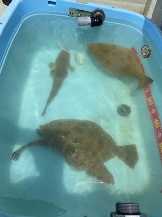 ヒラメ