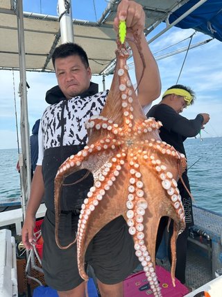 タコ