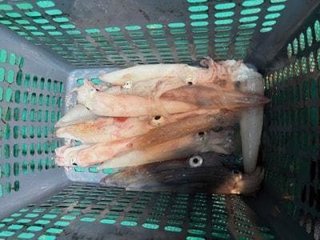 アカイカ