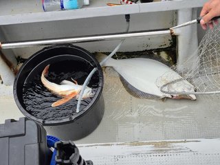 ヒラメ