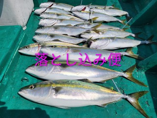 ブリ