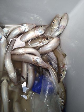 シロギス