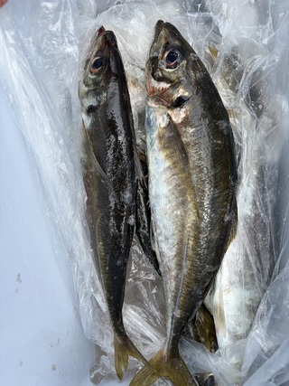 アジ