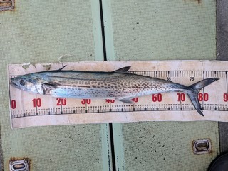 サワラ