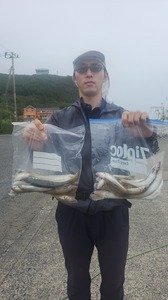 シロギス