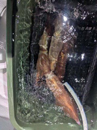 アカイカ