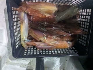 アカイカ