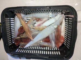 アカイカ