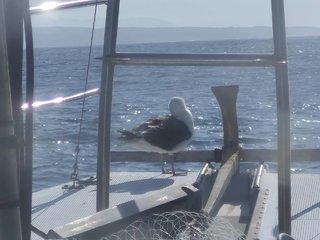 アジ