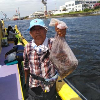 マダコ