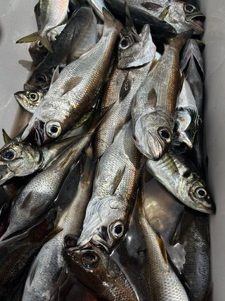 アジ