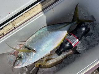 シマアジ