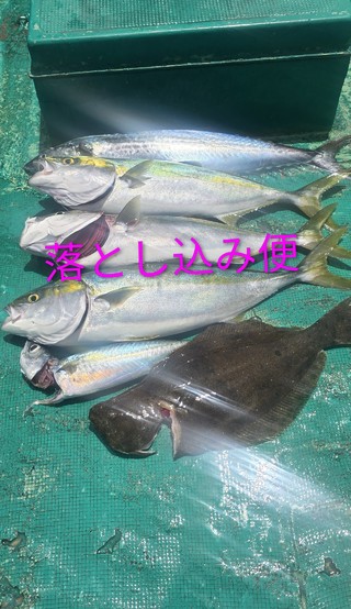 ハマチ