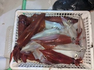 アカイカ