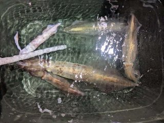 アカイカ