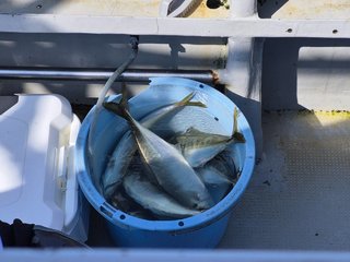 アジ