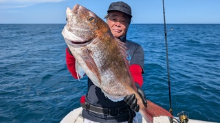 マダイ