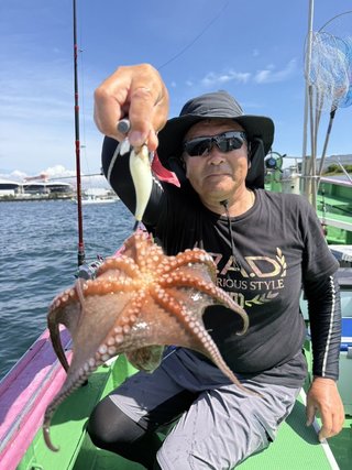 マダコ