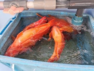 アカハタ