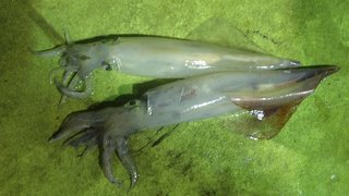 アジ