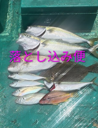 ハマチ