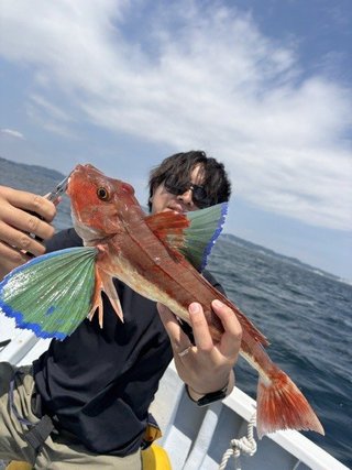 ホウボウ
