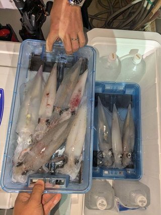 アカイカ