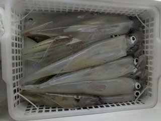 アカイカ