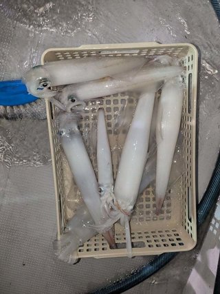 アカイカ