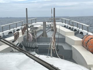 スルメイカ