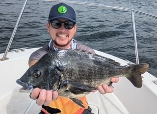 クロダイ