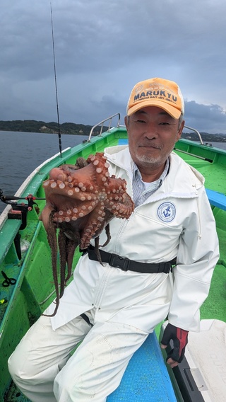 マダコ