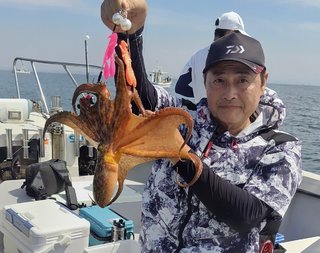 マダコ