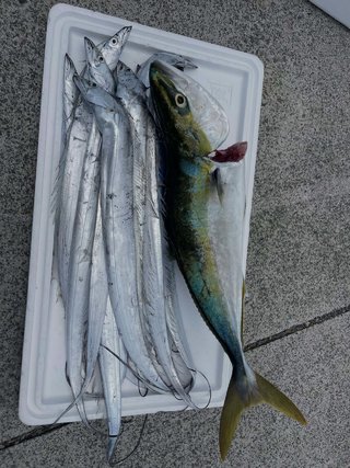 タチウオ