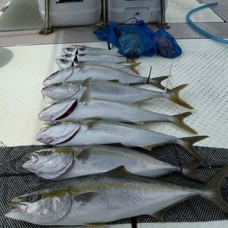 タコ