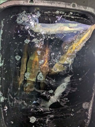 アカイカ