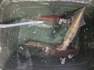 アカイカ