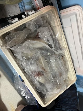 ヤリイカ