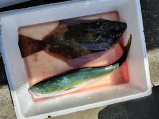 ハナダイ